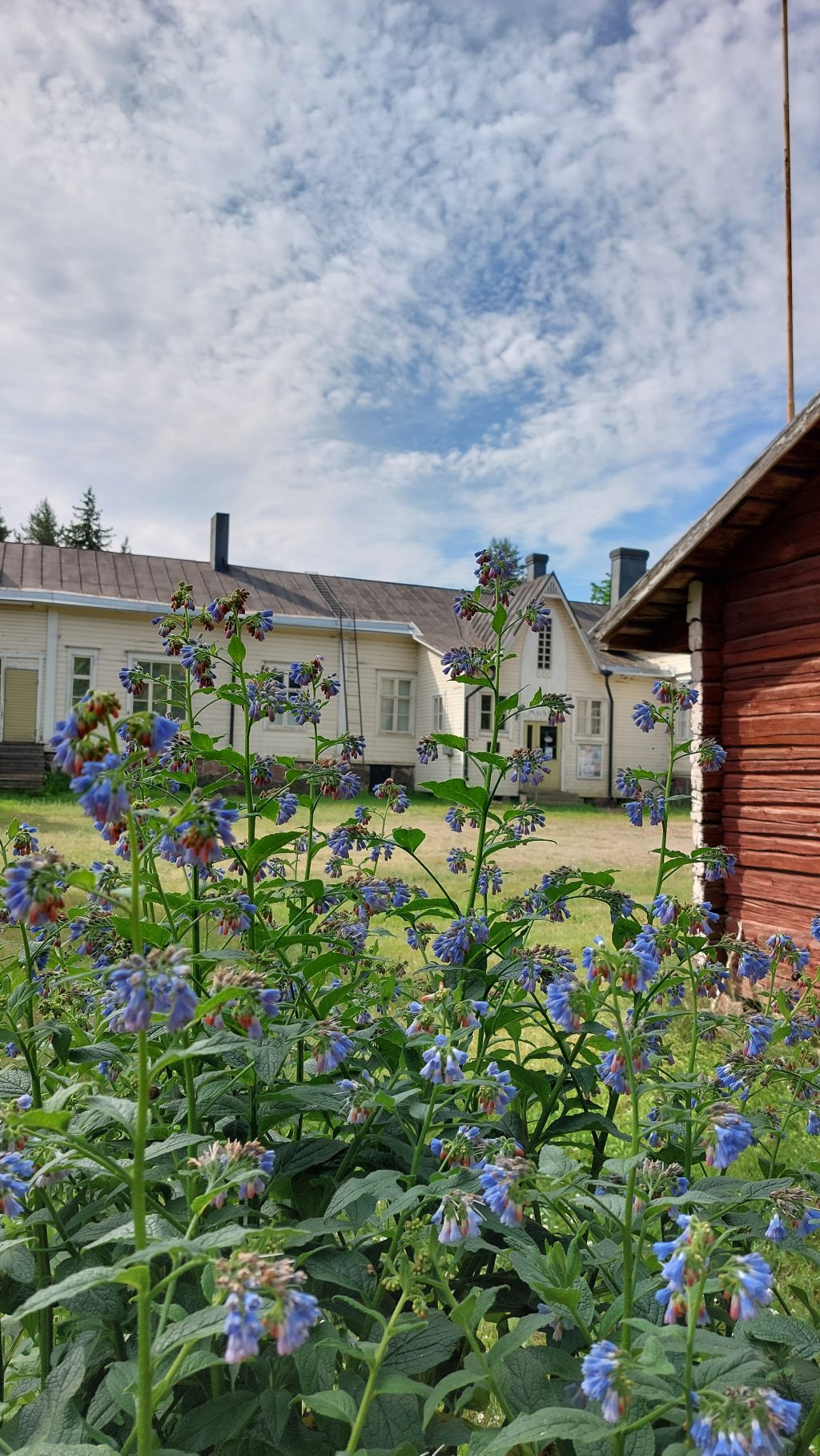 vanhat puurakennukset kuvattu kukkien takaa.